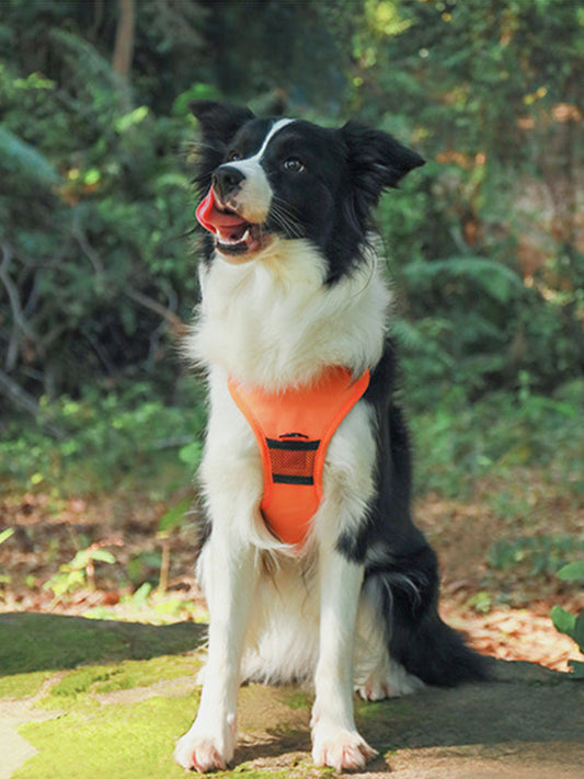Harness retráctil para perros con asa de seguridad - Comodidad y control óptimo